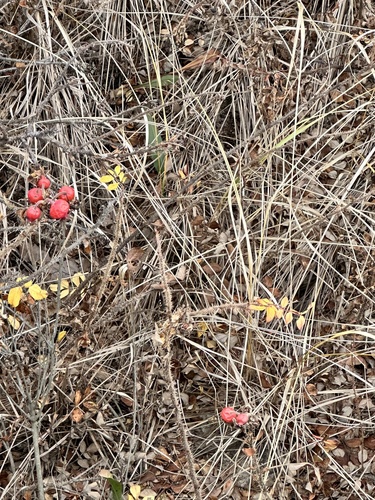 Foto de Rosa-rugosa