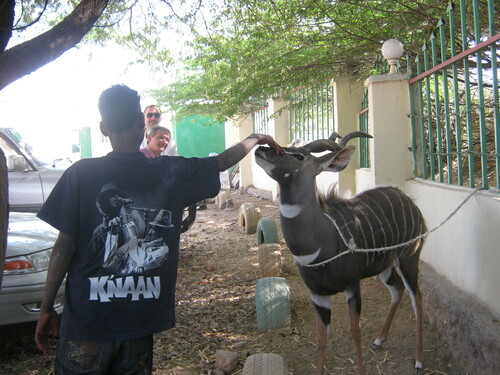 Northern Lesser Kudu