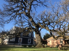 Quercus macrocarpa