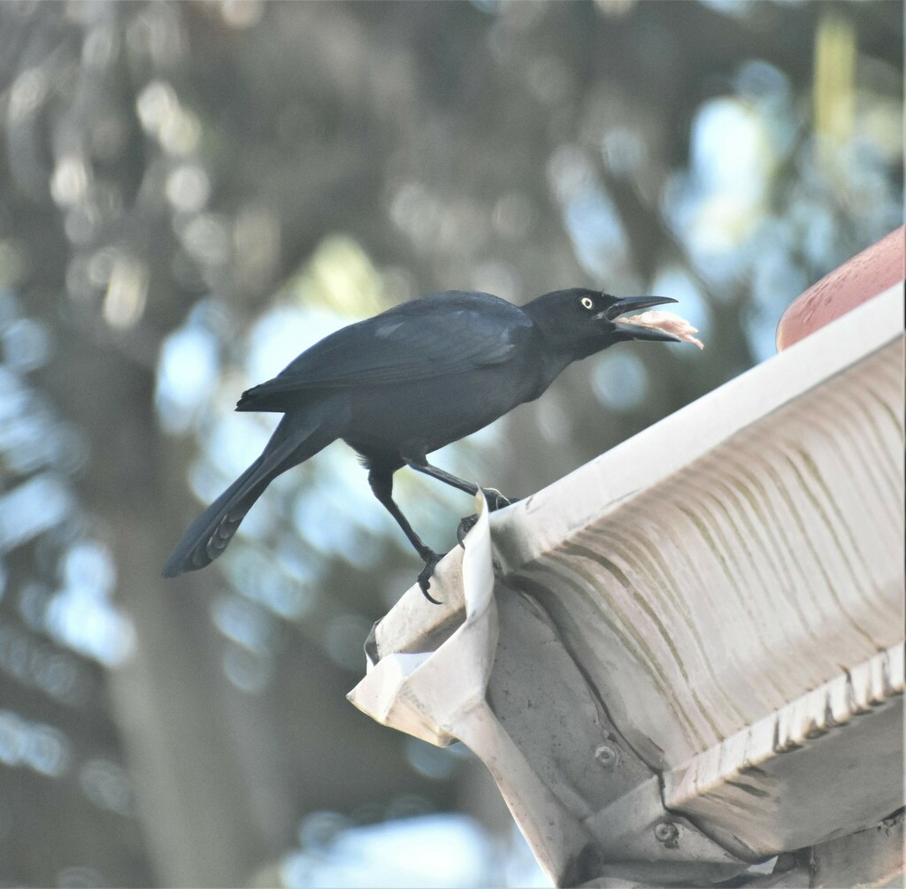Greater Antillean Grackle from Castries, Saint Lucia on December 27