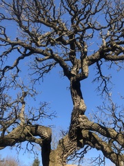Quercus macrocarpa