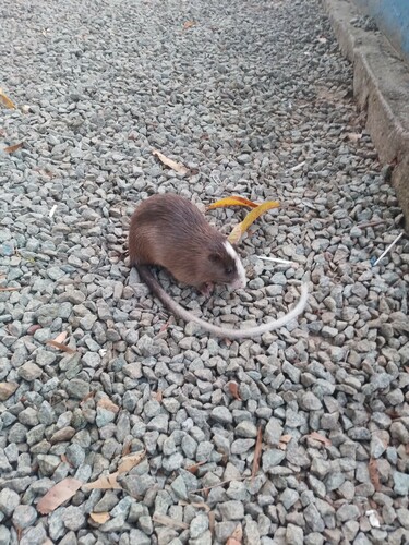 White-faced Spiny Tree Rat (Echimys chrysurus) — Least Concern Mammalia