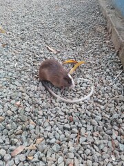 White-Faced Spiny Tree-Rat photo 1