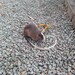 White-faced Spiny Tree Rat - Photo (c) gilsonbarroso, some rights reserved (CC BY-NC)