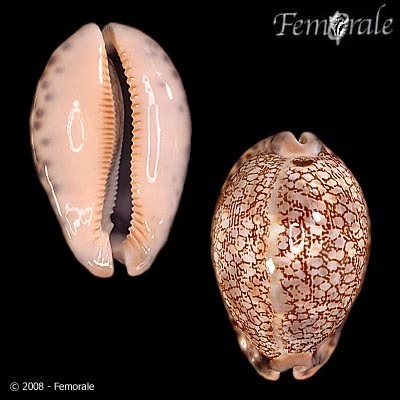 Gray's Arabica Cowry
