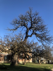 Quercus macrocarpa