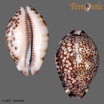 Gray's Arabica Cowry