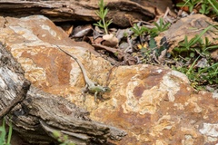 Lacerta viridis viridis