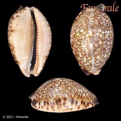 Gray's Arabica Cowry