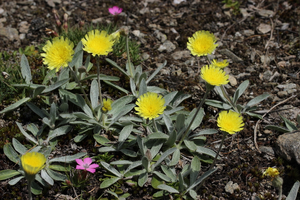 Pilosella velutina