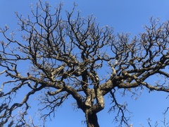 Quercus macrocarpa