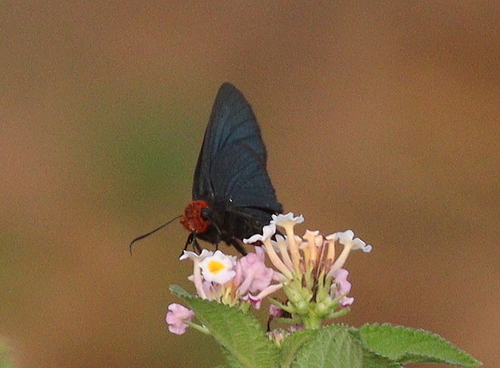 Pyrrhiades lucagus