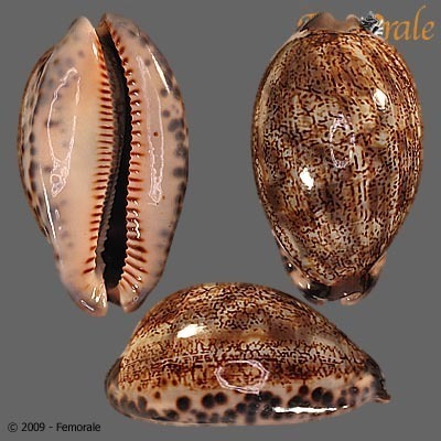 Gray's Arabica Cowry