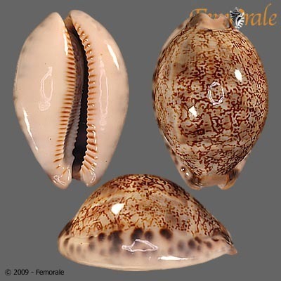 Gray's Arabica Cowry