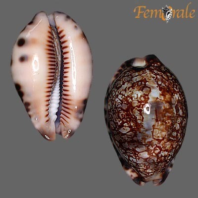 Gray's Arabica Cowry