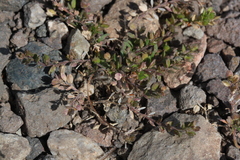 Lepidium strictum