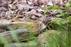 Lacerta viridis viridis