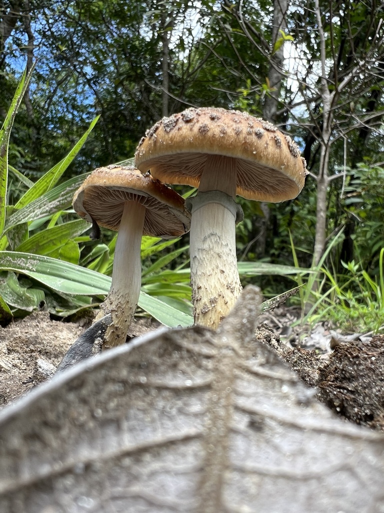 Psilocybe cubensis · January 2024 · photo: © andre_ambrozio (iNaturalist, cc-by)