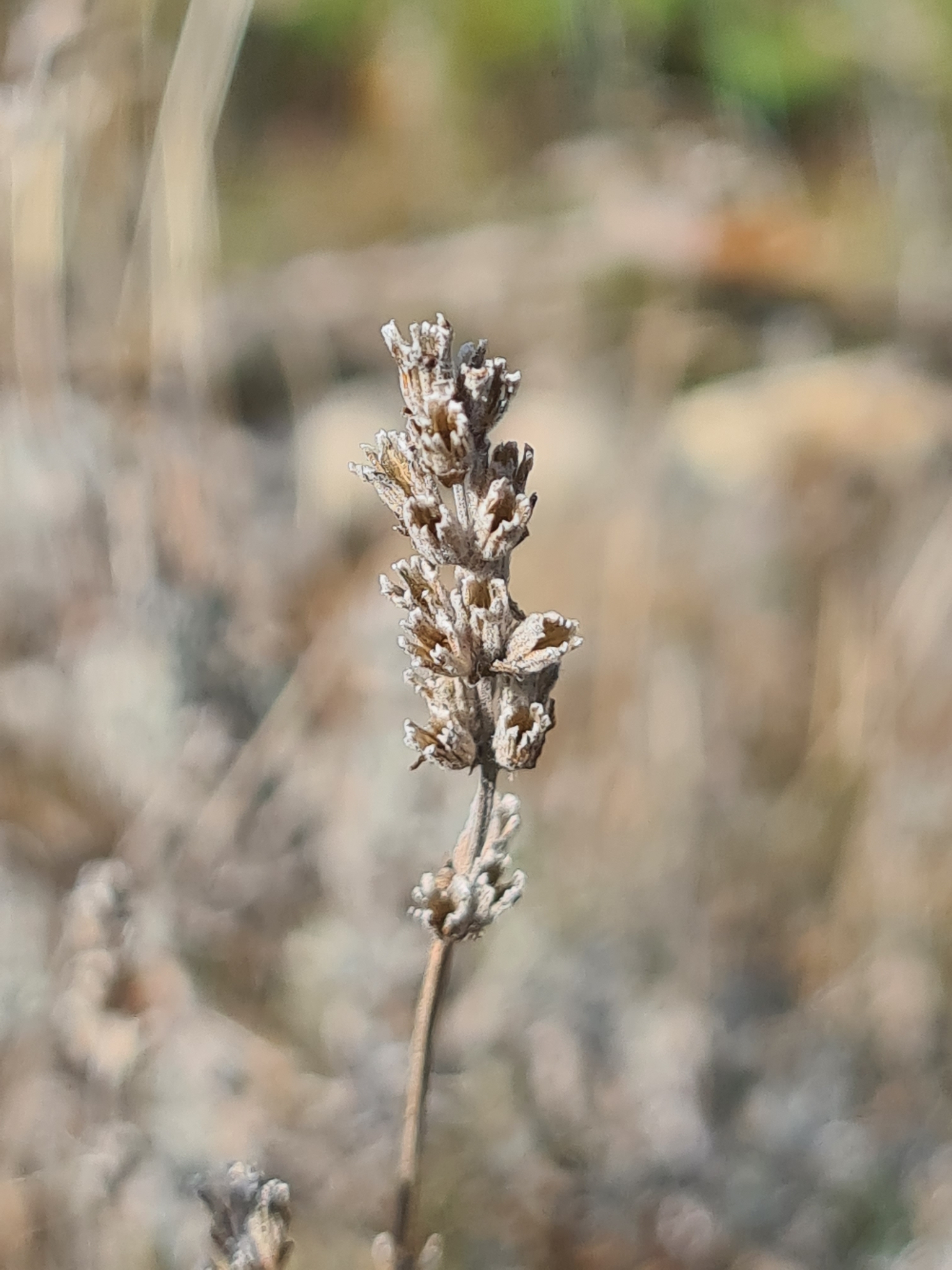 Imagem de Lavanda