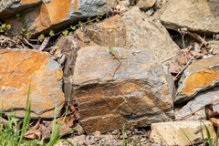 Lacerta viridis viridis