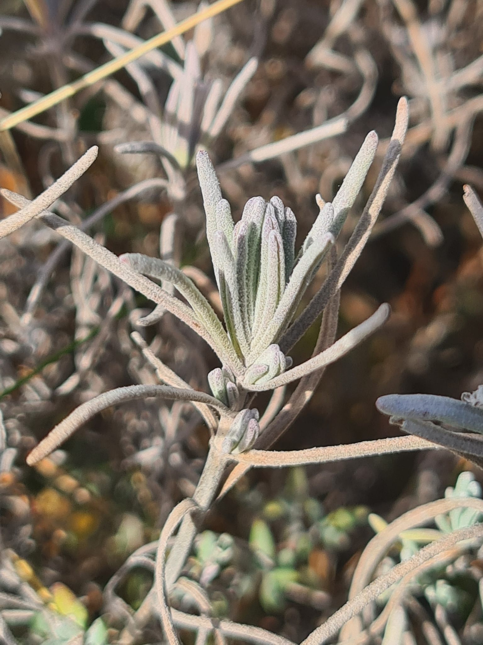 Imagem de Lavanda