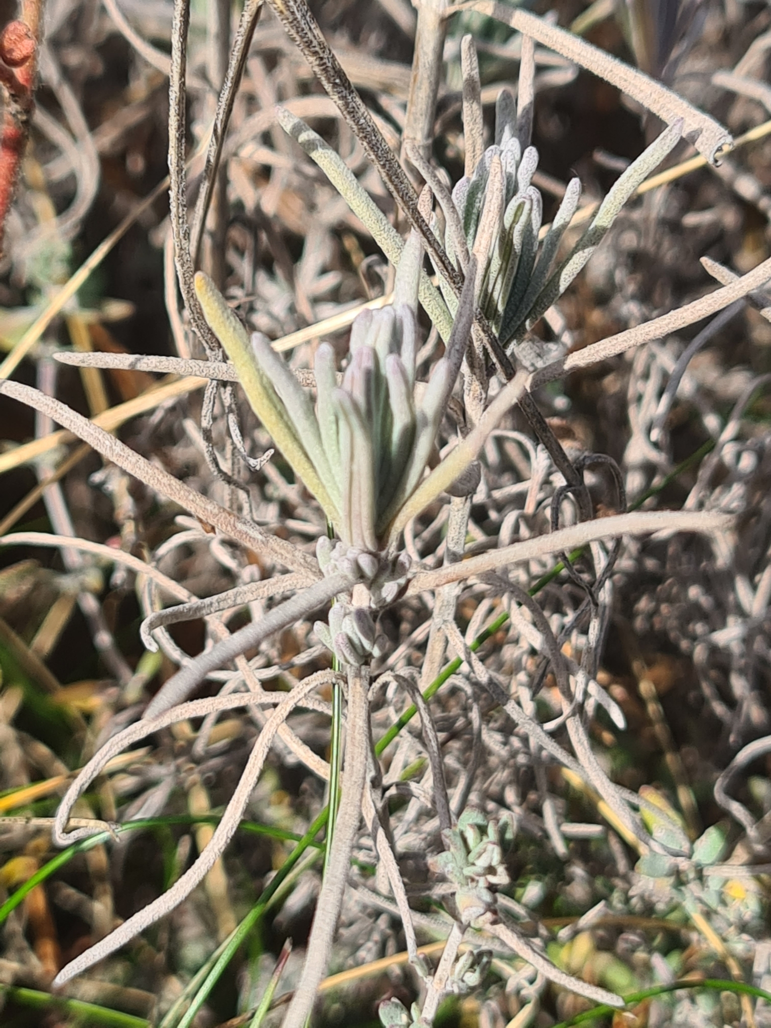 Imagem de Lavanda