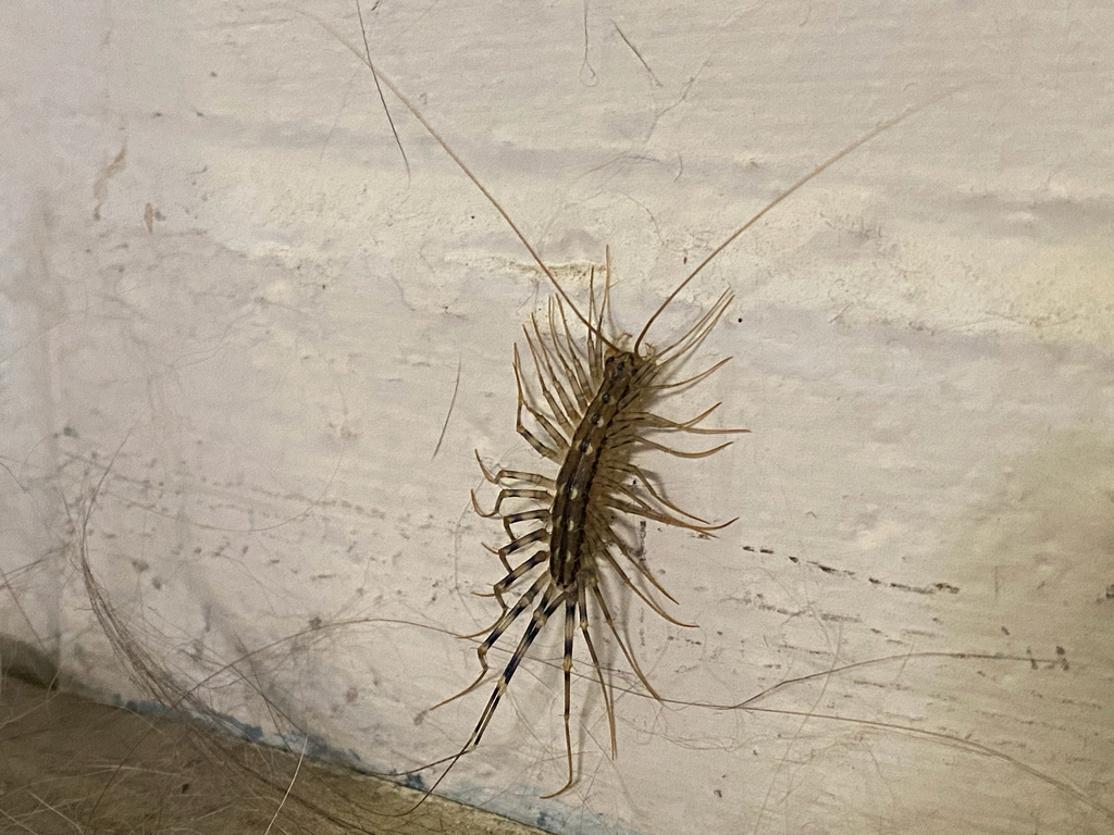 House Centipede from Holland on January 6, 2024 at 03:34 PM by Sonnet Quinn · iNaturalist