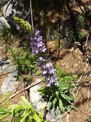 Campanula spicata