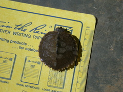 Graptemys ouachitensis