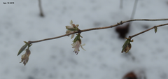Lonicera praeflorens