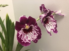Miltoniopsis
