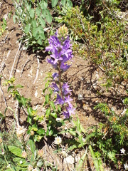 Campanula spicata