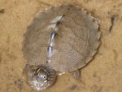 Graptemys ouachitensis