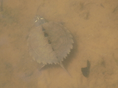 Graptemys ouachitensis