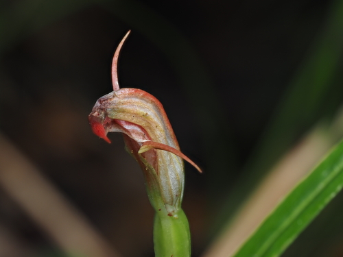 Image of Pterostylis irsoniana by (c) Emily Roberts, some rights reserved (CC BY)