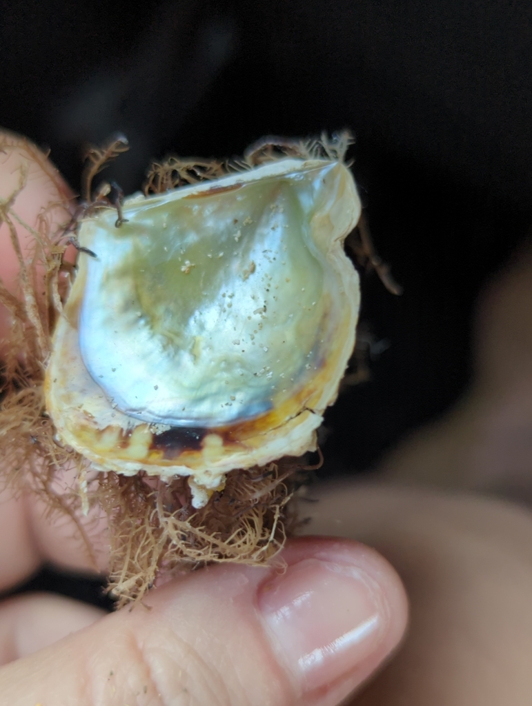 Atlantic Pearl Oyster from Pedernales, Cabo Rojo, Puerto Rico on