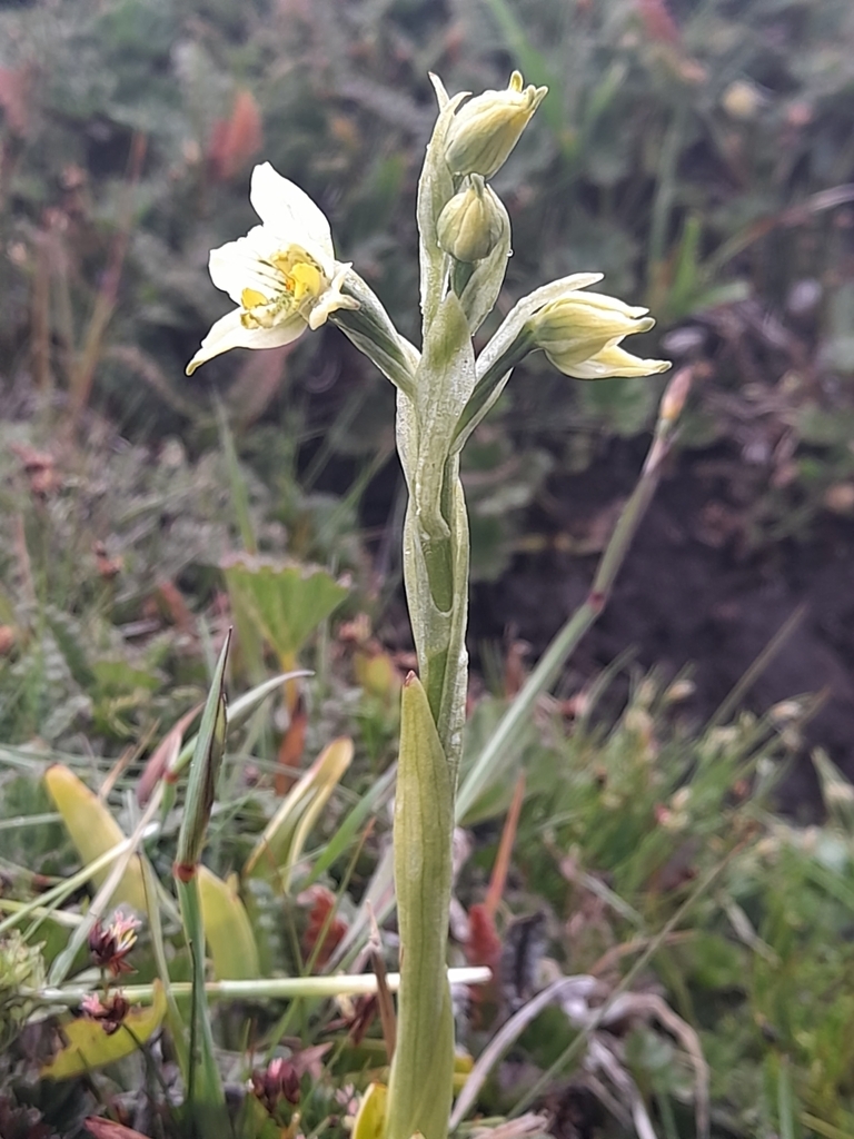 Gavilea australis