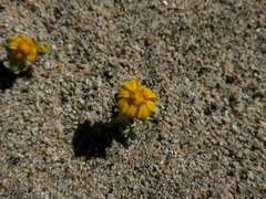 Eriophyllum wallacei