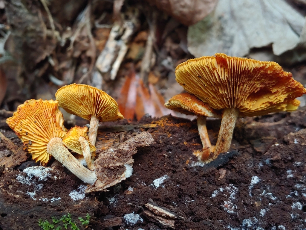 Gymnopilus crociphyllus