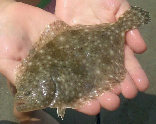 Southern Flounder