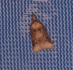 Platynota flavedana