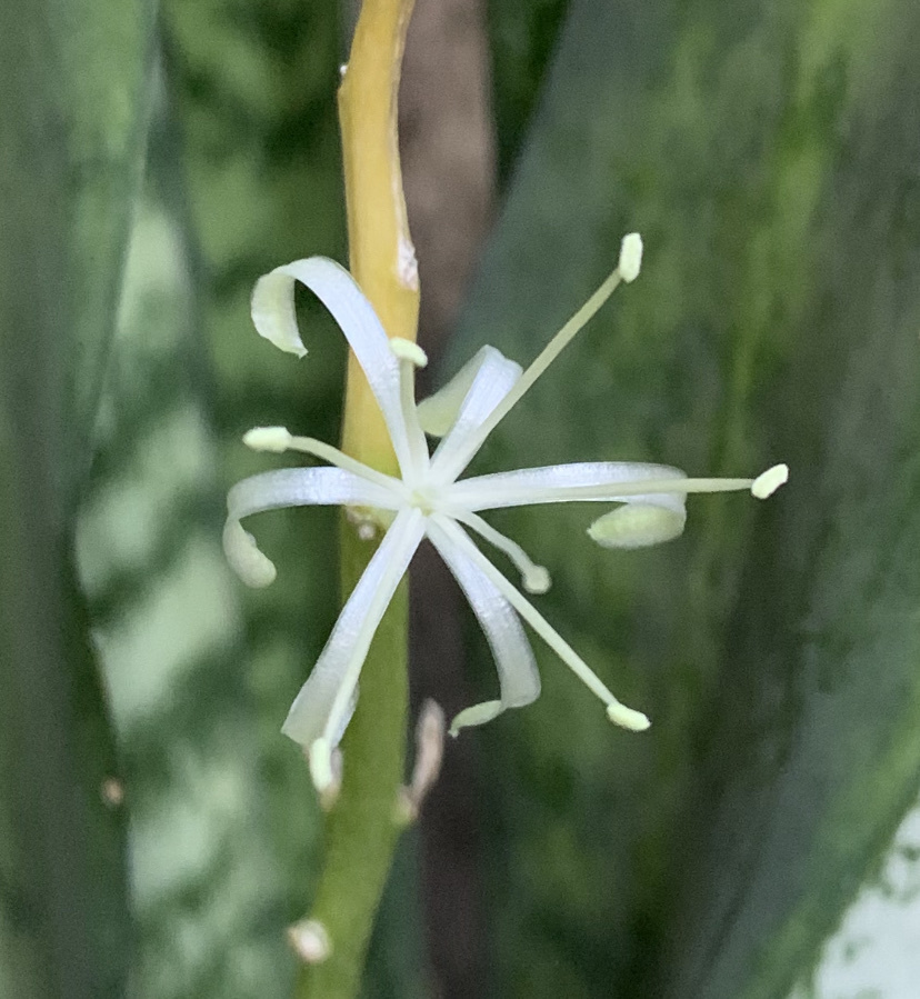 Sansevieria trifasciata
