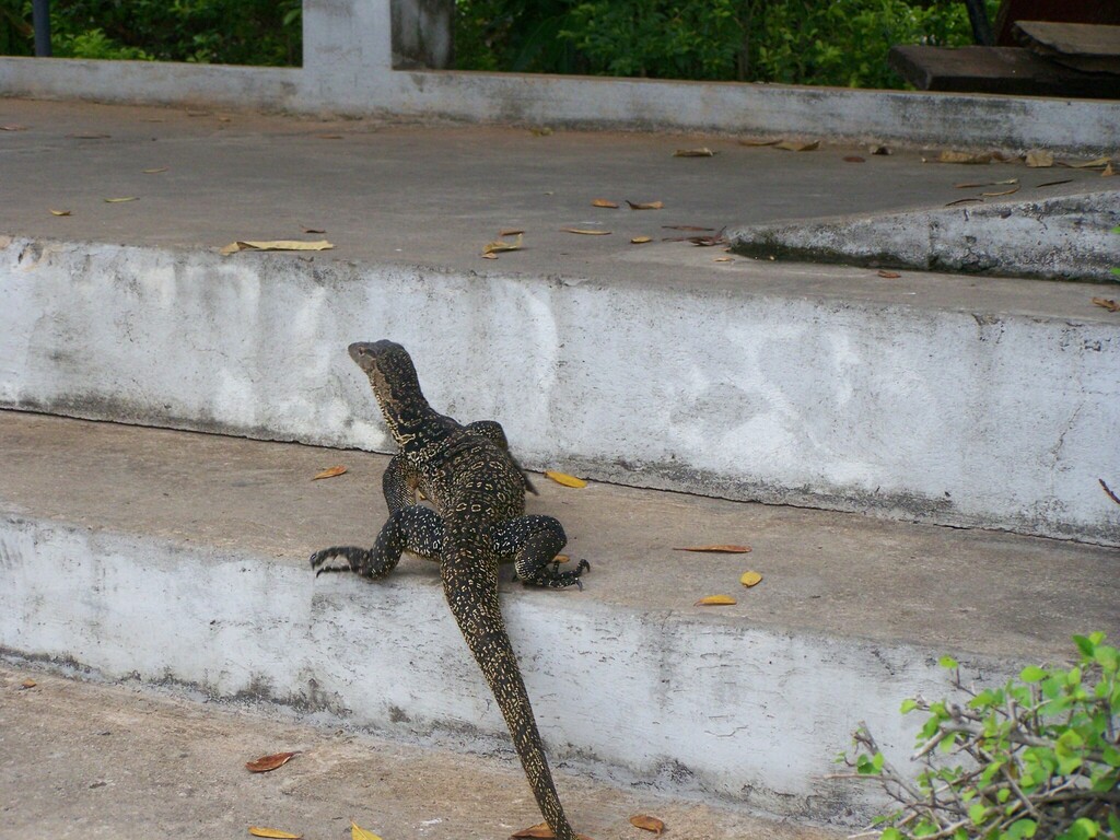 Southeast Asian Water Monitor from Bangkok, Thailand on January 26 ...