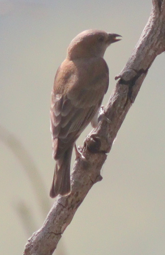 Sahel Bush Sparrow illustration