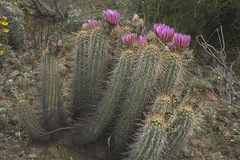Echinocereus engelmannii