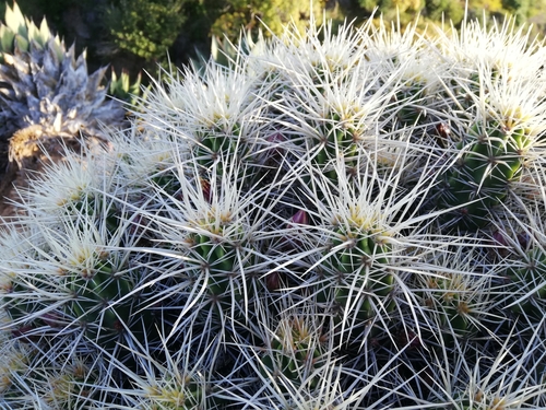 Echinocereus maritimus