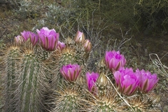 Echinocereus engelmannii
