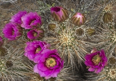 Echinocereus engelmannii