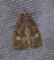 Phosphila miselioides