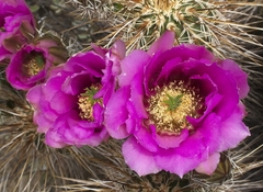 Echinocereus engelmannii
